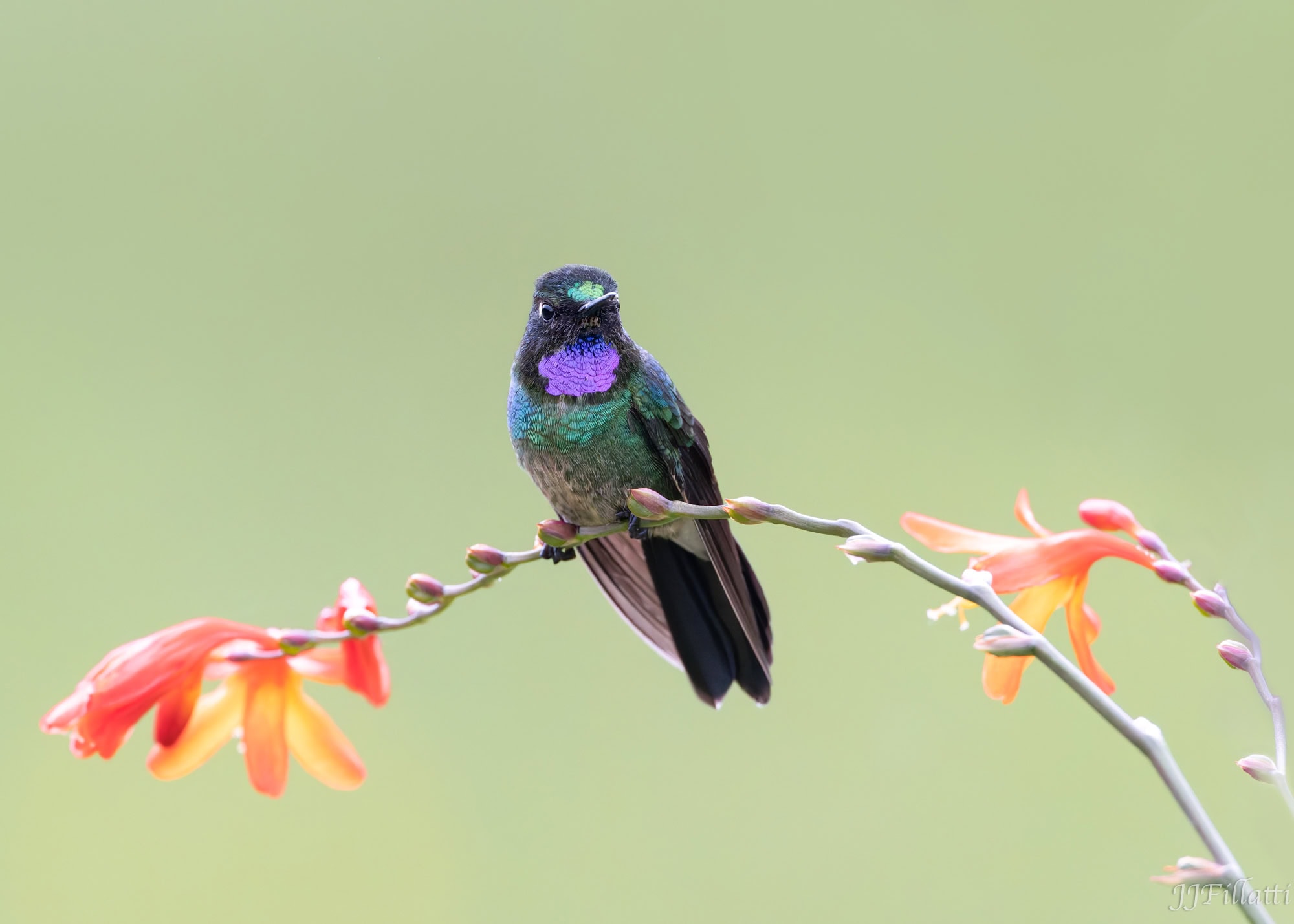 bird of colombia image 46